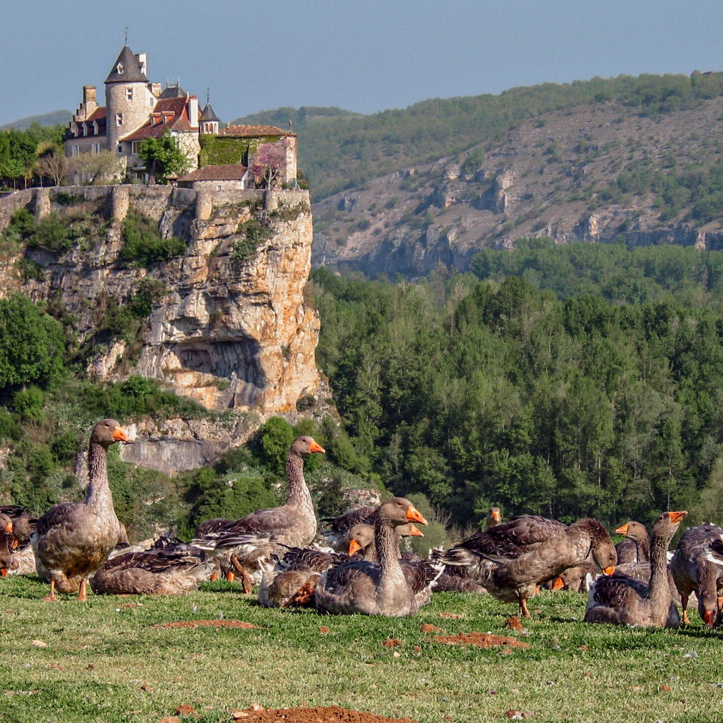 chateau et oies perigord noir